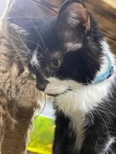 PATRICK, Katze, Europäisch Kurzhaar in Ukraine - Bild 2
