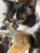 PATRICK, Katze, Europäisch Kurzhaar in Ukraine - Bild 3