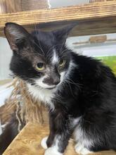 PATRICK, Katze, Europäisch Kurzhaar in Ukraine - Bild 4