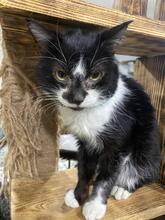 PATRICK, Katze, Europäisch Kurzhaar in Ukraine - Bild 5