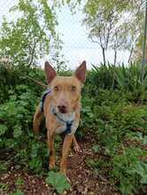 CHESCO, Hund, Mischlingshund in Spanien