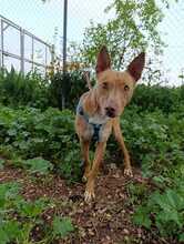 CHESCO, Hund, Mischlingshund in Spanien - Bild 2