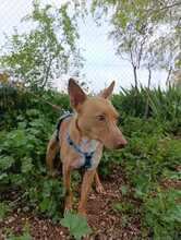CHESCO, Hund, Mischlingshund in Spanien - Bild 3