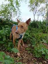 CHESCO, Hund, Mischlingshund in Spanien - Bild 4
