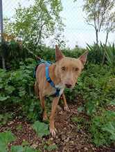 CHESCO, Hund, Mischlingshund in Spanien - Bild 6