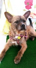 POPI, Hund, Mischlingshund in Spanien - Bild 2