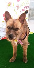 POPI, Hund, Mischlingshund in Spanien - Bild 4