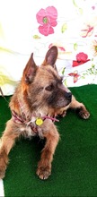 POPI, Hund, Mischlingshund in Spanien - Bild 5
