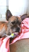 POPI, Hund, Mischlingshund in Spanien - Bild 6
