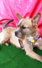 POPI, Hund, Mischlingshund in Spanien - Bild 7