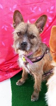 POPI, Hund, Mischlingshund in Spanien - Bild 8