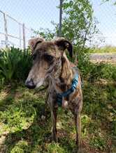 PIRITA, Hund, Galgo Español in Spanien