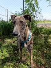 PIRITA, Hund, Galgo Español in Spanien - Bild 2