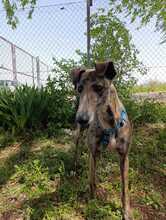 PIRITA, Hund, Galgo Español in Spanien - Bild 4