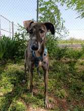 PIRITA, Hund, Galgo Español in Spanien - Bild 5