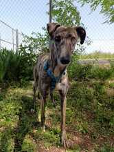 PIRITA, Hund, Galgo Español in Spanien - Bild 6