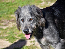 ADELAIDE, Hund, Mischlingshund in Oberuckersee - Bild 1