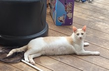 ROKKO, Katze, Europäisch Kurzhaar in Alsbach-Hähnlein - Bild 10