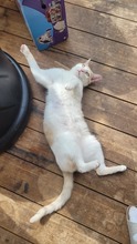 ROKKO, Katze, Europäisch Kurzhaar in Alsbach-Hähnlein - Bild 11