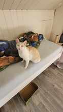 ROKKO, Katze, Europäisch Kurzhaar in Alsbach-Hähnlein - Bild 2