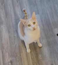 ROKKO, Katze, Europäisch Kurzhaar in Alsbach-Hähnlein - Bild 4