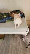 ROKKO, Katze, Europäisch Kurzhaar in Alsbach-Hähnlein - Bild 5