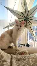 ROKKO, Katze, Europäisch Kurzhaar in Alsbach-Hähnlein - Bild 6