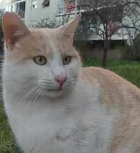 ROKKO, Katze, Europäisch Kurzhaar in Alsbach-Hähnlein - Bild 7