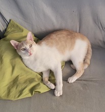 ROKKO, Katze, Europäisch Kurzhaar in Alsbach-Hähnlein - Bild 8