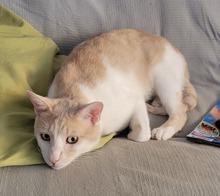 ROKKO, Katze, Europäisch Kurzhaar in Alsbach-Hähnlein - Bild 9