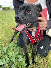 ERIK, Hund, Mischlingshund in Spanien - Bild 1