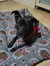 ERIK, Hund, Mischlingshund in Spanien - Bild 2