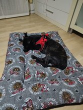 ERIK, Hund, Mischlingshund in Spanien - Bild 3