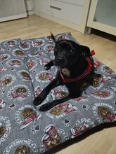 ERIK, Hund, Mischlingshund in Spanien - Bild 4