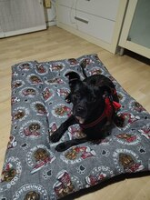ERIK, Hund, Mischlingshund in Spanien - Bild 5
