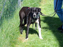 DIXO-DIXI, Hund, Mischlingshund in Königshain-Wiederau - Bild 1