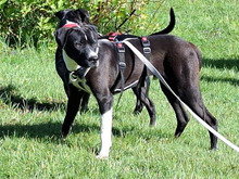 DIXO-DIXI, Hund, Mischlingshund in Königshain-Wiederau - Bild 2