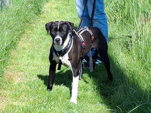 DIXO-DIXI, Hund, Mischlingshund in Königshain-Wiederau - Bild 3