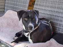 DIXO-DIXI, Hund, Mischlingshund in Königshain-Wiederau - Bild 4