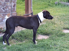 DIXO-DIXI, Hund, Mischlingshund in Königshain-Wiederau - Bild 5