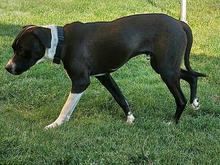 DIXO-DIXI, Hund, Mischlingshund in Königshain-Wiederau - Bild 6