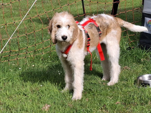 TEKLA, Hund, Mischlingshund in Minden - Bild 1