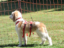 TEKLA, Hund, Mischlingshund in Minden - Bild 2