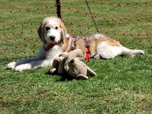 TEKLA, Hund, Mischlingshund in Minden - Bild 3