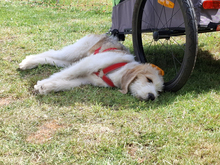 TEKLA, Hund, Mischlingshund in Minden - Bild 4