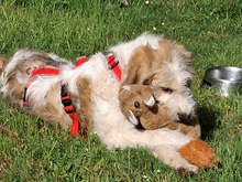 TEKLA, Hund, Mischlingshund in Minden - Bild 5