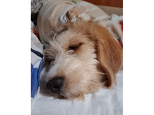 TEKLA, Hund, Mischlingshund in Minden - Bild 6