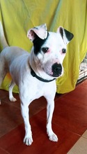 KALESI, Hund, Mischlingshund in Spanien - Bild 1