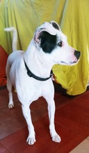 KALESI, Hund, Mischlingshund in Spanien - Bild 2