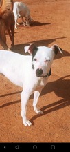 KALESI, Hund, Mischlingshund in Spanien - Bild 3